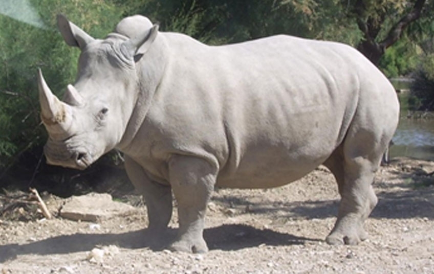 Côte d’Ivoire Tourisme, soutient l’opération "Sauvons le Rhino"