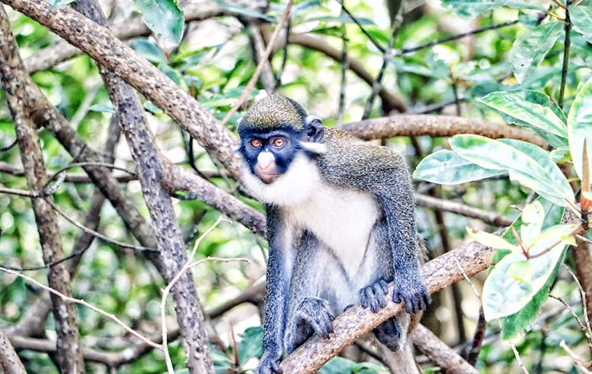Quinzaine touristique : belle symbiose entre hommes et singes à Gbétitapia