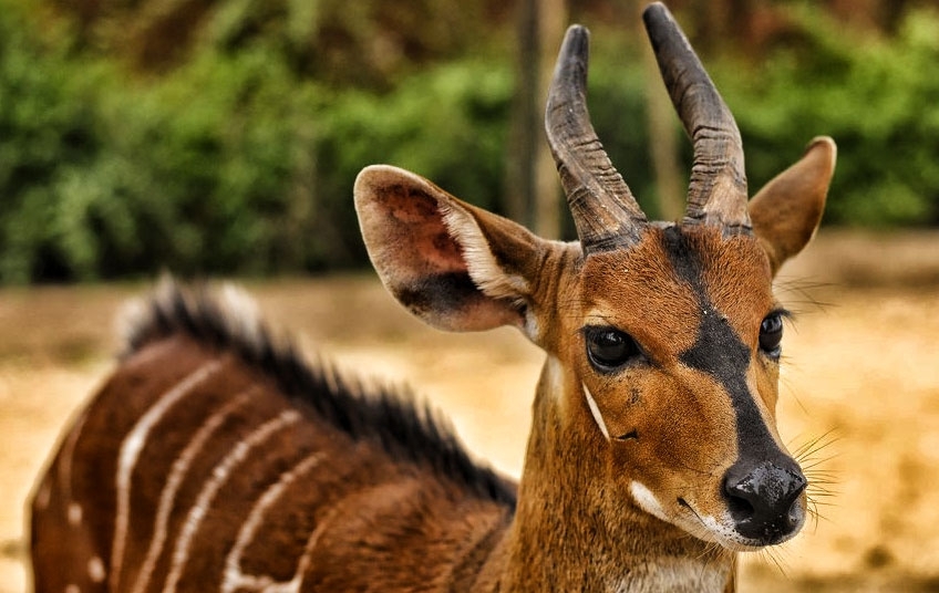 La région du Haut-Sassandra Marahoue