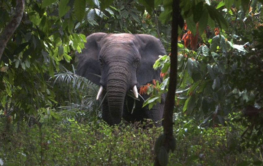 Parc National de la Marahoué