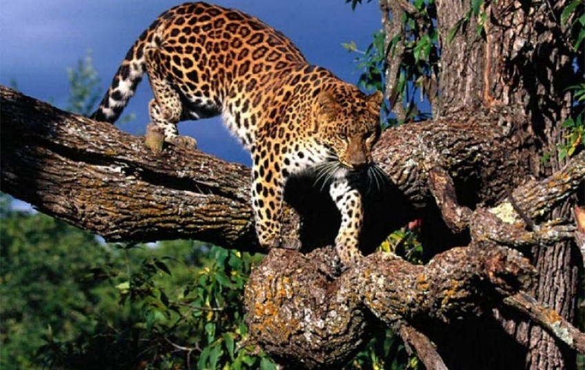 Parc National du Mont Sangbé