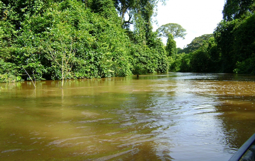 Parc National de Taï