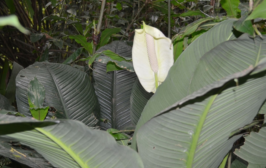 Réserve naturelle partielle de Dahliafleur