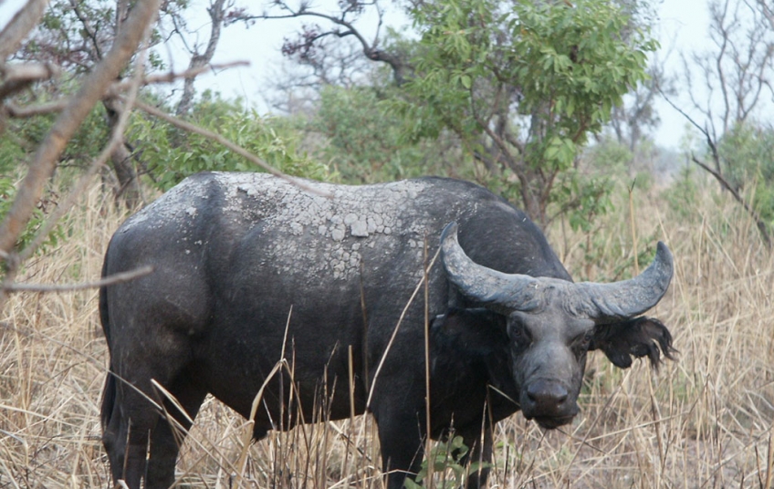 Réserve de Faune d’Abokouamékro