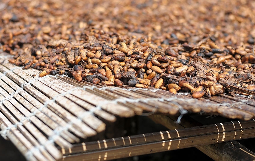 Terre de Cacao et Berceau du Chocolat