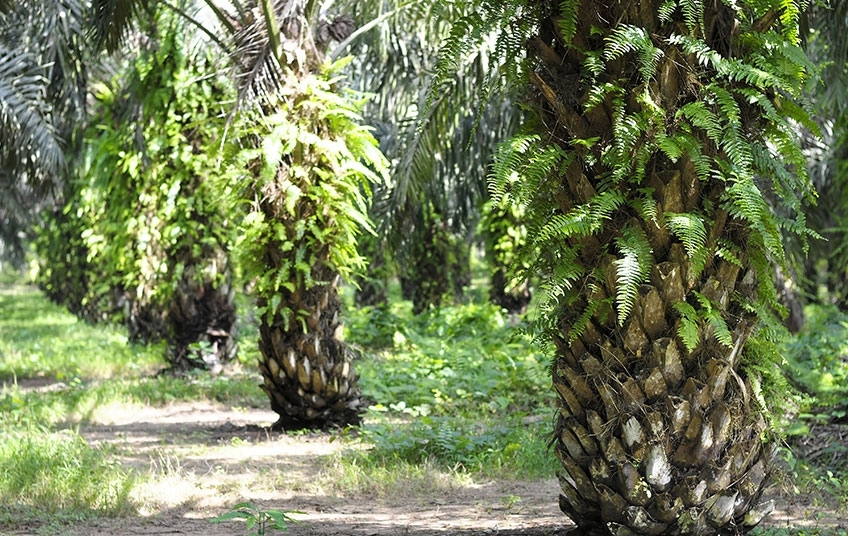 Direction des Statistiques, du Suivi et de l'Evaluation (DSSE)