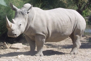 Côte d’Ivoire Tourisme, soutient l’opération "Sauvons le Rhino"