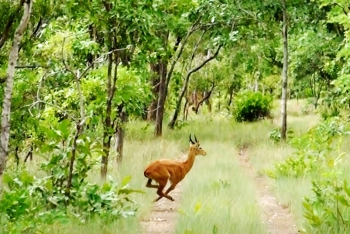 Le Parc de la Comoé retiré de la liste des "patrimoines en péril"