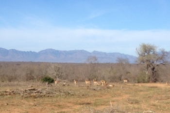 Réserve de faune et de flore du Haut Bandama