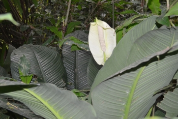 Réserve naturelle partielle de Dahliafleur