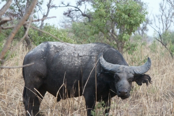 Réserve de Faune d’Abokouamékro