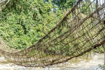 LE PONT DE LIANE DE LIEUPLEU