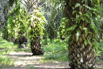 Direction des Statistiques, du Suivi et de l'Evaluation (DSSE)