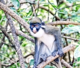 Quinzaine touristique : belle symbiose entre hommes et singes à Gbétitapia